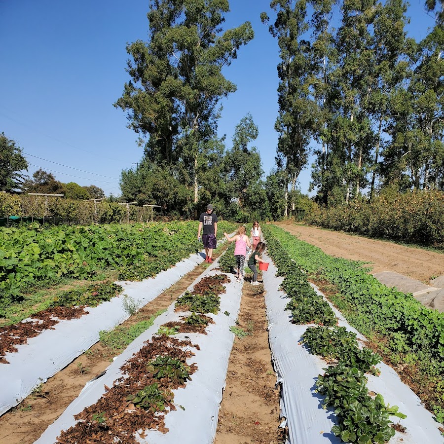 Johnson U-Pick Farm