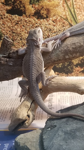 Pet Supply Store «Pet City», reviews and photos, 185 Lafayette Rd, Seabrook, NH 03874, USA