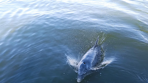 Tour Agency «Everglades National Park Boat Tours», reviews and photos