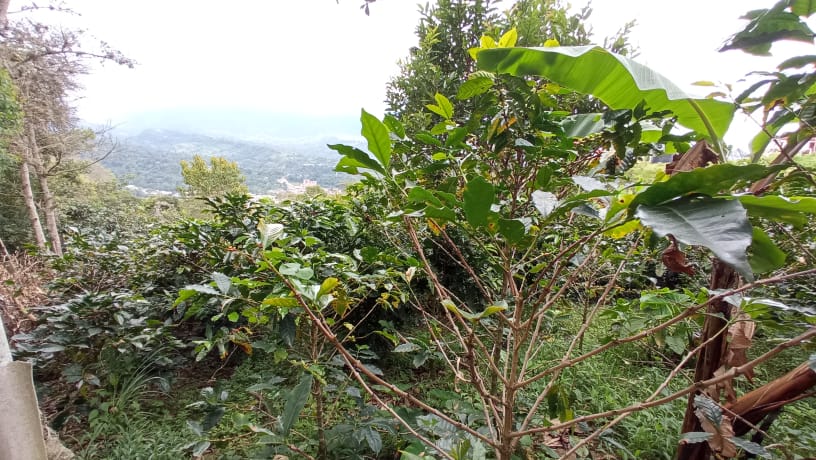 Senda del cafe