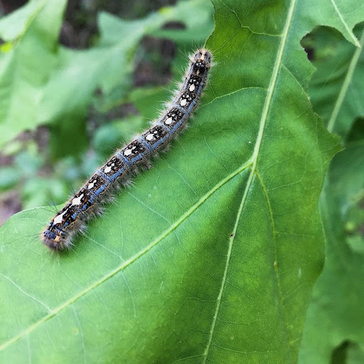 Nature Preserve «Elm Fork Nature Preserve Trail Entrance», reviews and photos, 2335 Sandy Lake Rd, Carrollton, TX 75006, USA