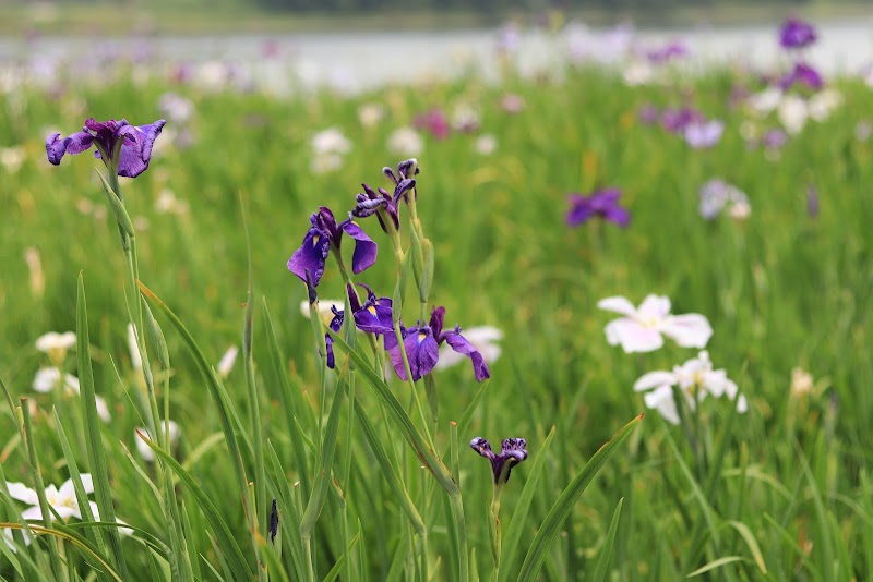 春日池公園 菖蒲園