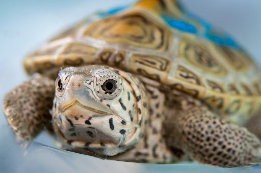 Zoo «Zoo Atlanta», reviews and photos, 800 Cherokee Ave SE, Atlanta, GA 30315, USA