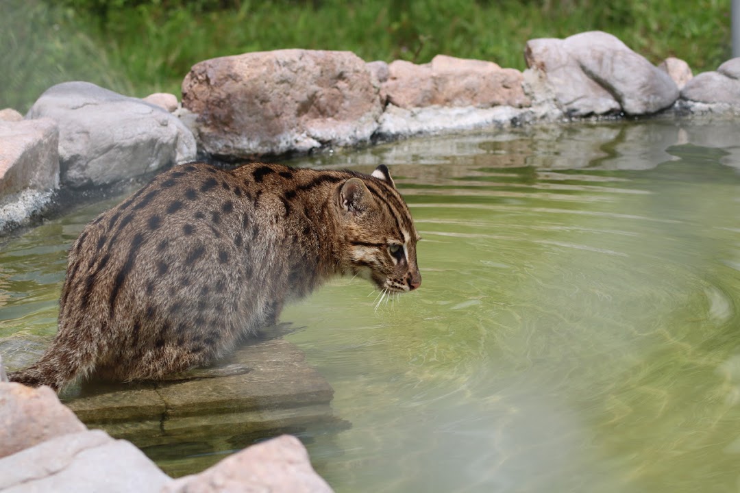 Thailand Tiger Rescue Center