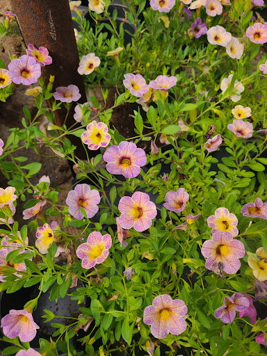 Florist «Park Place Florist and Garden Center», reviews and photos, 72 Park St, Rutland, VT 05701, USA