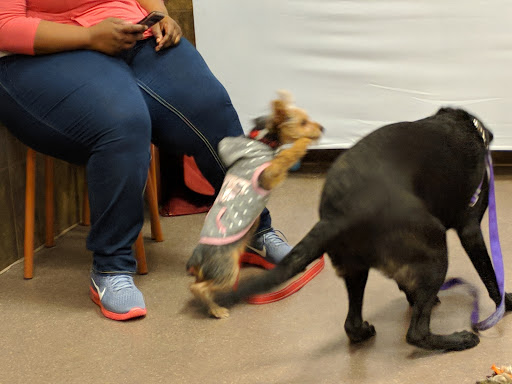 Pet Supply Store «PetSmart», reviews and photos, 4400 Fort Jackson Blvd #300, Columbia, SC 29209, USA