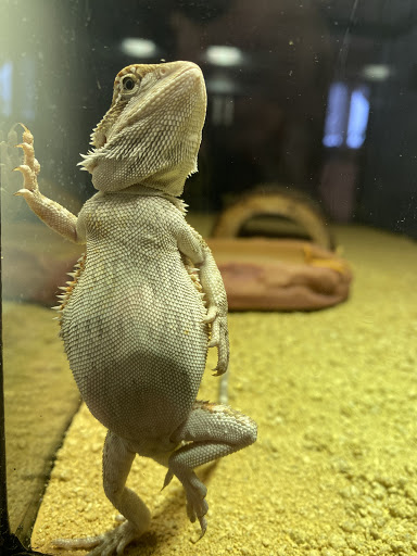 Pet Supply Store «Pet Supplies Plus», reviews and photos, 375 Paterson Ave #105, Wallington, NJ 07057, USA