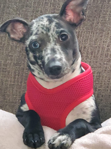 Pet Supply Store «Petco Animal Supplies», reviews and photos, 438 Southbridge St, Auburn, MA 01501, USA