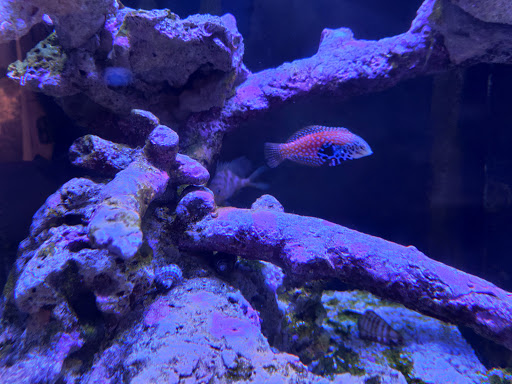 Tropical Fish Store «Blue Earth Corals & Aquariums», reviews and photos, 5791 Desoto Rd, Lake Worth, FL 33463, USA