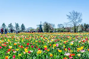 Holland Tulip Gardens & Lanes image