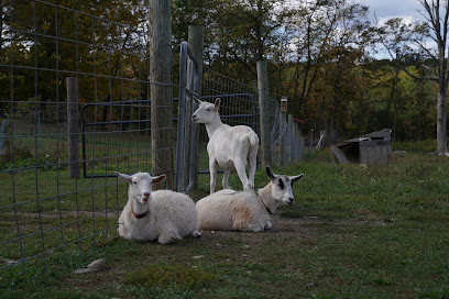 Llama Alpaca Hikes and Goat Walks-Clover Brooke Farm