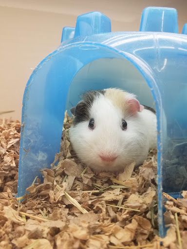 Pet Supply Store «Pet Supplies Plus», reviews and photos, 375 Paterson Ave #105, Wallington, NJ 07057, USA