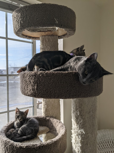 Thrift Store «Companion Animal Foundation», reviews and photos, 88 Sunnybrae Center, Arcata, CA 95521, USA