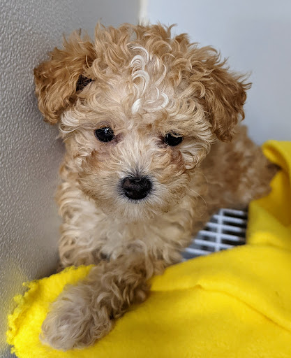 Pet Supply Store «Zoo-Rama Pets», reviews and photos, 2566 E Tremont Ave, Bronx, NY 10461, USA