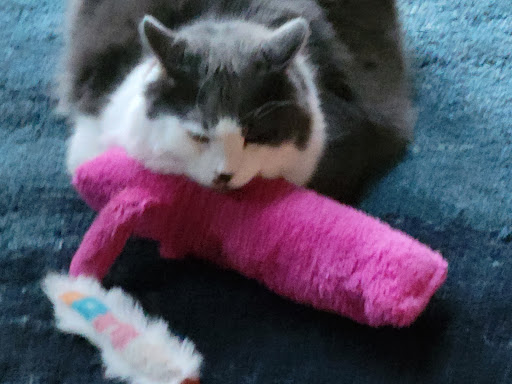 Pet Supply Store «USA Dog Shop», reviews and photos, 549 NY-17, Tuxedo Park, NY 10987, USA