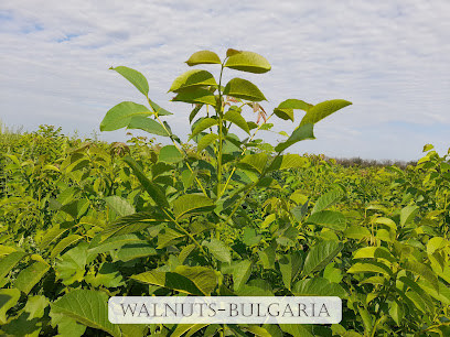 Walnuts-Bulgaria
