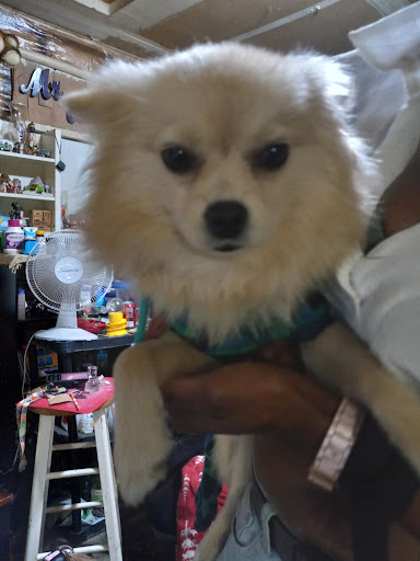 Pet Supply Store «Mini Pet Mart», reviews and photos, 1999 Main St, Springfield, OR 97477, USA