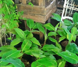 KEBUN PAKWI photo