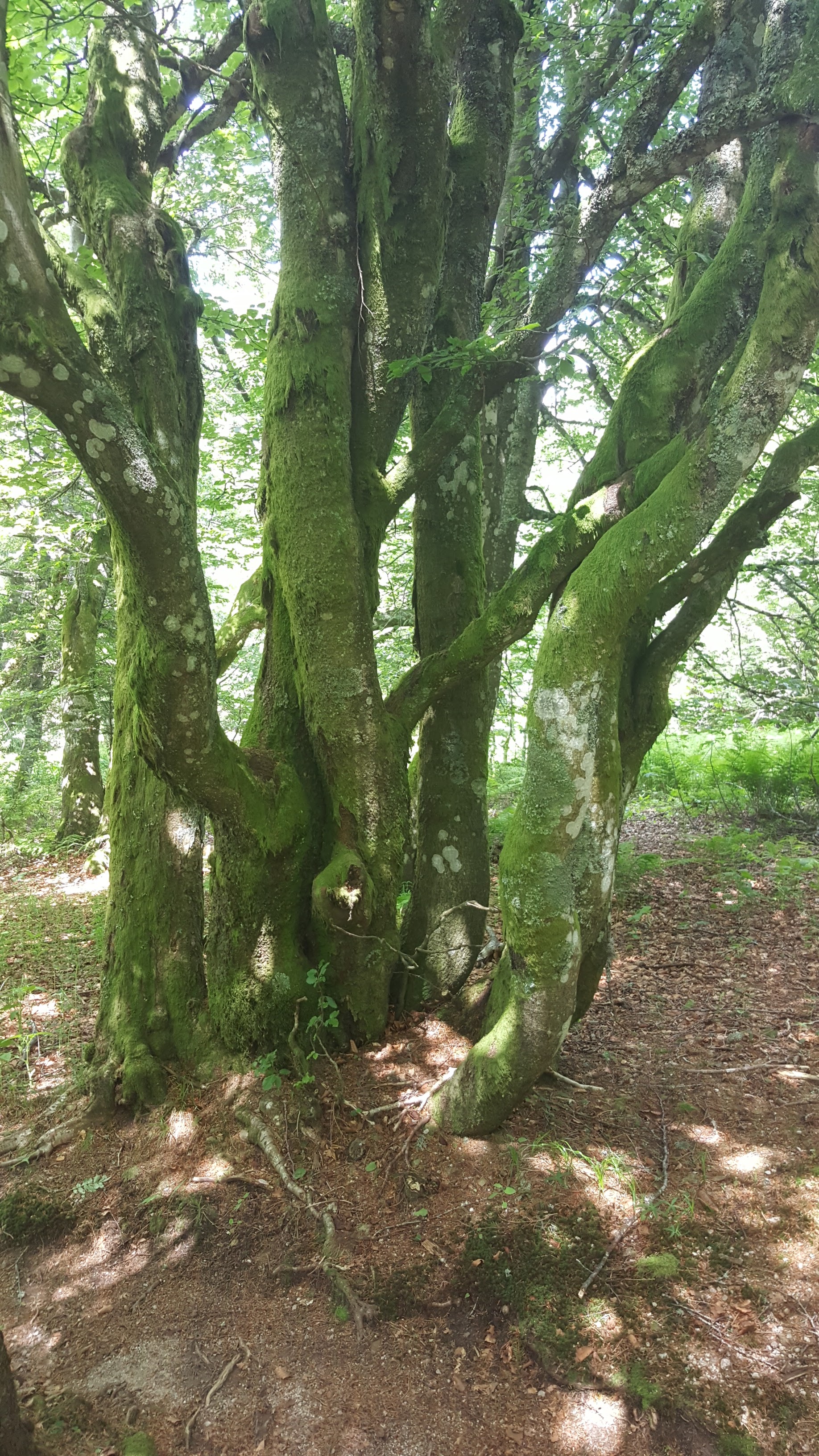 Photo n° 10 de l'avis de Jean-Sébastien.O fait le 23/06/2019 à 16:49