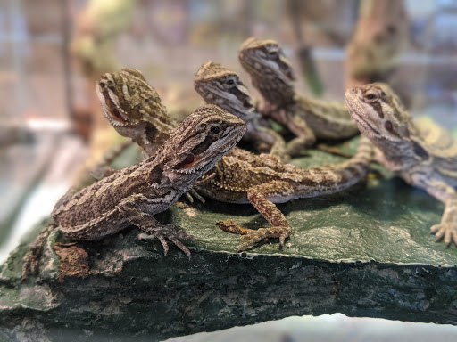 Pet Store «A to Z Pets», reviews and photos, 16010 SE Division St, Portland, OR 97236, USA