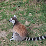 Photo n° 4 de l'avis de Emma.H fait le 23/06/2023 à 06:54 pour Zoo de La Boissière du Doré à La Boissière-du-Doré