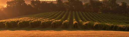 Vineyard «Noboleis Vineyards», reviews and photos, 100 Hemsath Rd, Augusta, MO 63332, USA