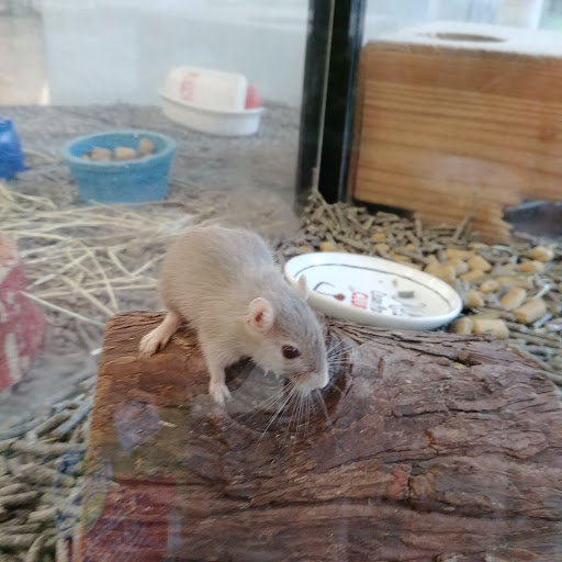 Pet Store «Delhi Pet Center», reviews and photos, 5665 Rapid Run Rd, Cincinnati, OH 45238, USA