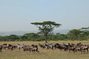 Serengeti National Park image