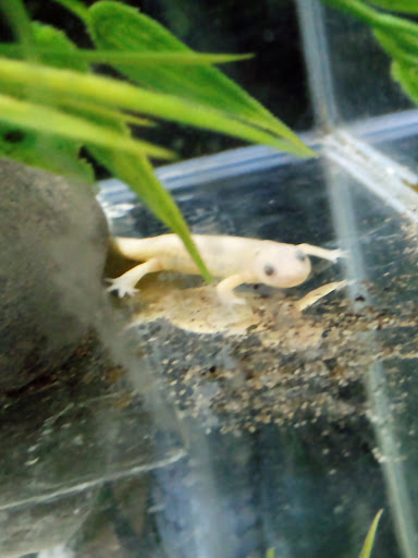 Pet Store «CUSTOM CREATURES PET SHOP», reviews and photos, 10727 N 19th Ave, Phoenix, AZ 85029, USA