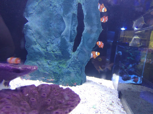 Aquarium «Tennessee Water Gardens», reviews and photos, 6410 Papermill Dr NW, Knoxville, TN 37919, USA