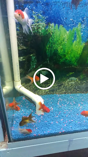 Pet Supply Store «D & D Pet Center», reviews and photos, 8813 Michigan Ave, Detroit, MI 48210, USA