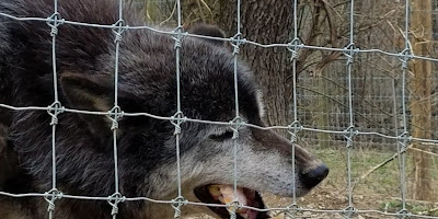 Wolf Sanctuary of PA