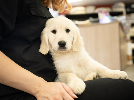 Pet Store «Petland», reviews and photos, 10289 Ulmerton Rd, Largo, FL 33771, USA