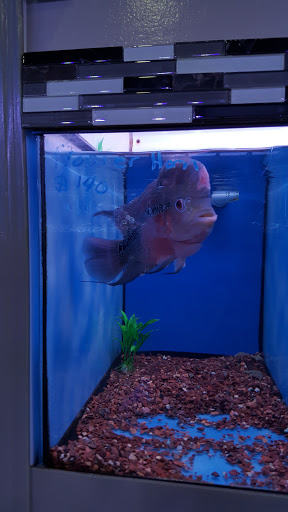 Aquarium «Nemos Aquarium», reviews and photos, 4051 Stone Mountain Hwy, Snellville, GA 30039, USA