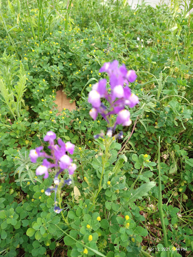 Park «Howard Moore Park», reviews and photos, 2000 Bever Blvd, Arlington, TX 76013, USA