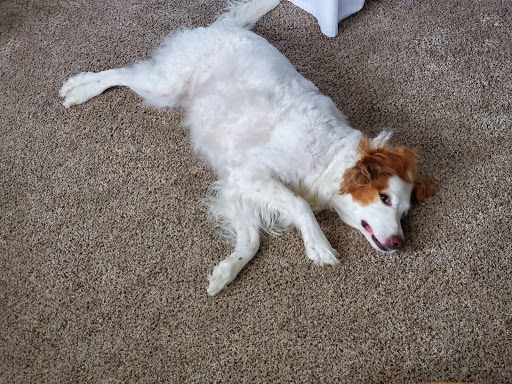 Pet Supply Store «PetSmart», reviews and photos, 316 NE 78th St, Vancouver, WA 98665, USA