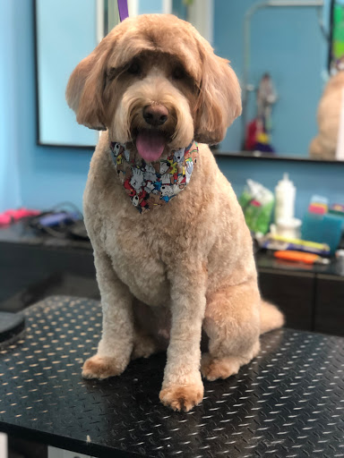 Pet Store «Canine Carousel», reviews and photos, 43135 Broadlands Center Plaza #129, Ashburn, VA 20148, USA