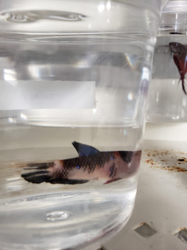 Pet Store «Fish Bowl», reviews and photos, 2117 E Race Ave, Searcy, AR 72143, USA