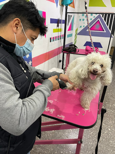 Le Mascotte Cursos de Peluqueria Canina, Escuela de Peluquería Canina y Peluquería Canina