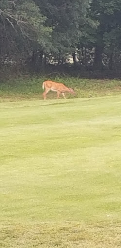 Golf Club «Alling Memorial Golf Course», reviews and photos, 35 Eastern St, New Haven, CT 06513, USA