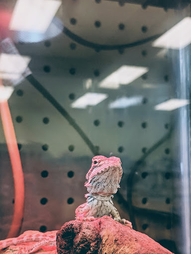 Lawn Care Service «Zamzows Middleton Location», reviews and photos, 901 W Main St, Middleton, ID 83644, USA