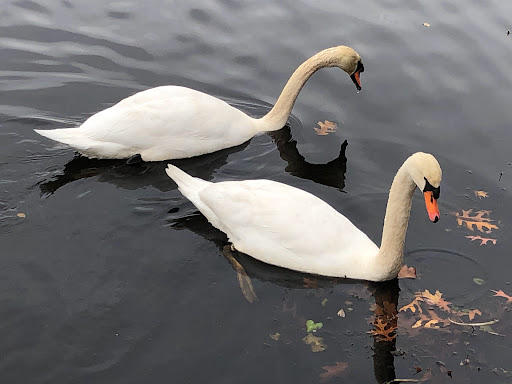 Park «Pond Meadow Park», reviews and photos, 470 Liberty St, Braintree, MA 02184, USA