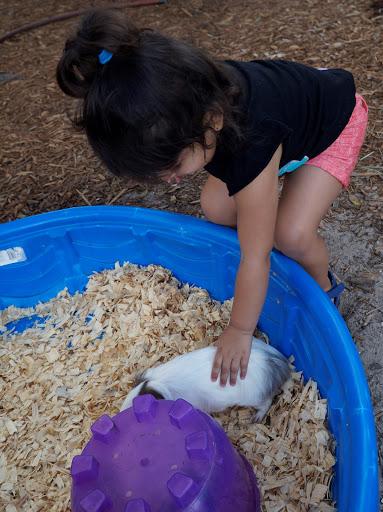 Learning Center «Village Early Learning Center», reviews and photos, 3741 Canoga Park Dr, Brandon, FL 33511, USA