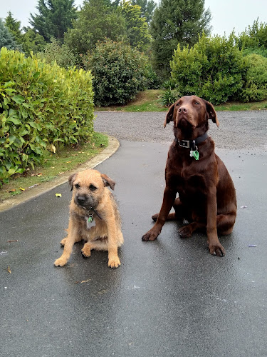 Best Mate Dog Training | Dog Trainer | Christchurch - Greymouth