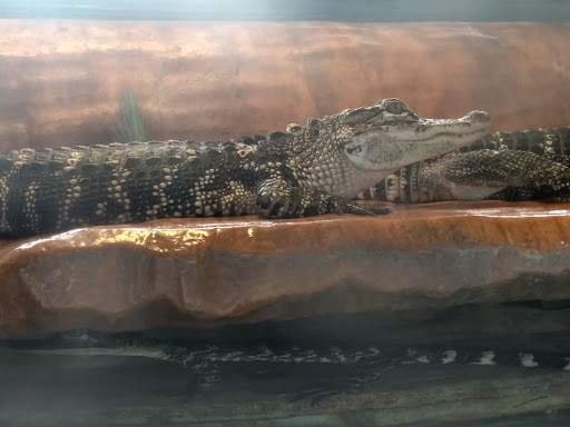 Tourist Attraction «IMAG History & Science Center (formerly Imaginarium Science Center)», reviews and photos, 2000 Cranford Ave, Fort Myers, FL 33916, USA