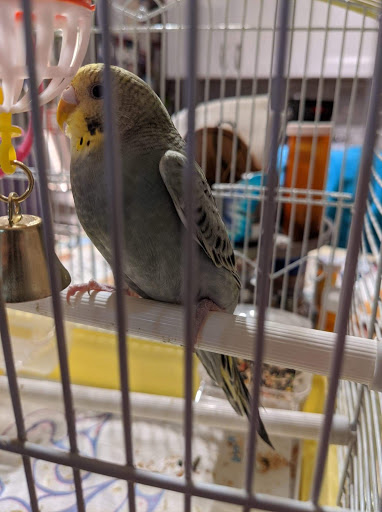 Pet Supply Store «PetSmart», reviews and photos, 1733 S Stapley Dr, Mesa, AZ 85204, USA