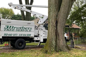 3 Brothers Tree Service image