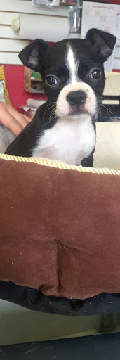 Pet Store «The Pet Shoppe», reviews and photos, 1284 NJ-35, Middletown, NJ 07748, USA