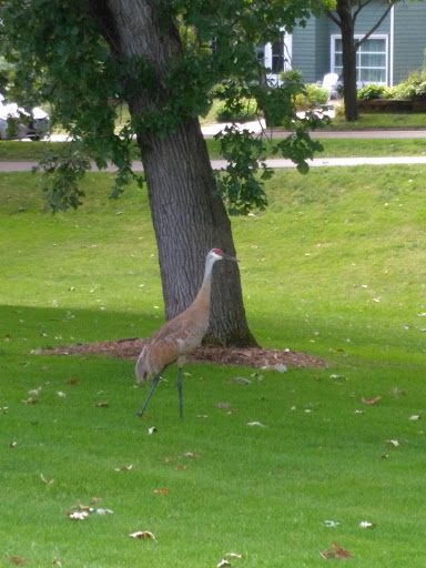 Golf Club «Glenway Golf Course», reviews and photos, 3747 Speedway Rd, Madison, WI 53705, USA