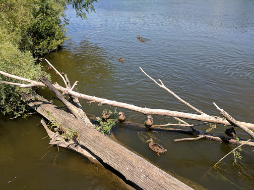 Tourist Attraction «Fish Ladder Park Grand Rapids», reviews and photos, 560 Front Ave NW, Grand Rapids, MI 49504, USA